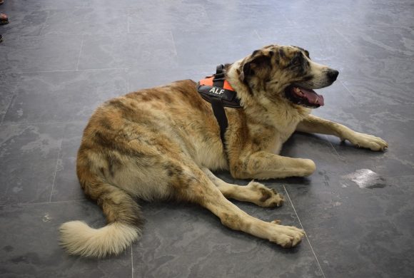 El día a día en el Creap: Actividades apoyadas con animales