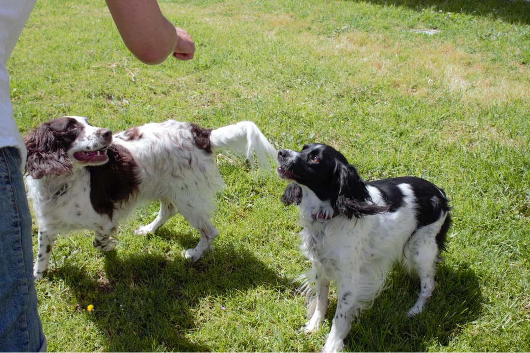 Terapia asistida por animales