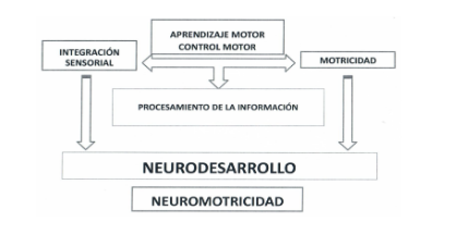 Esquema de neuromotricidad